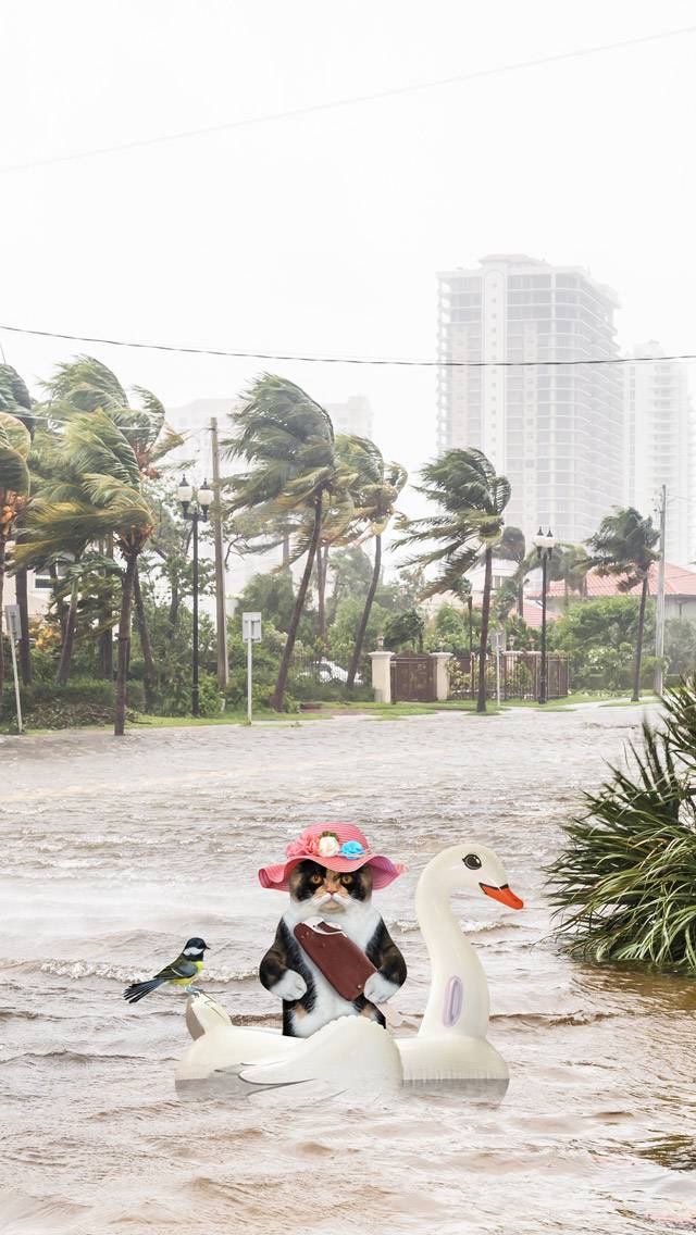 Weather Kitty for heavy rain weather