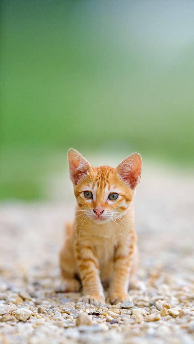 Weather Kitty for partly cloudy weather